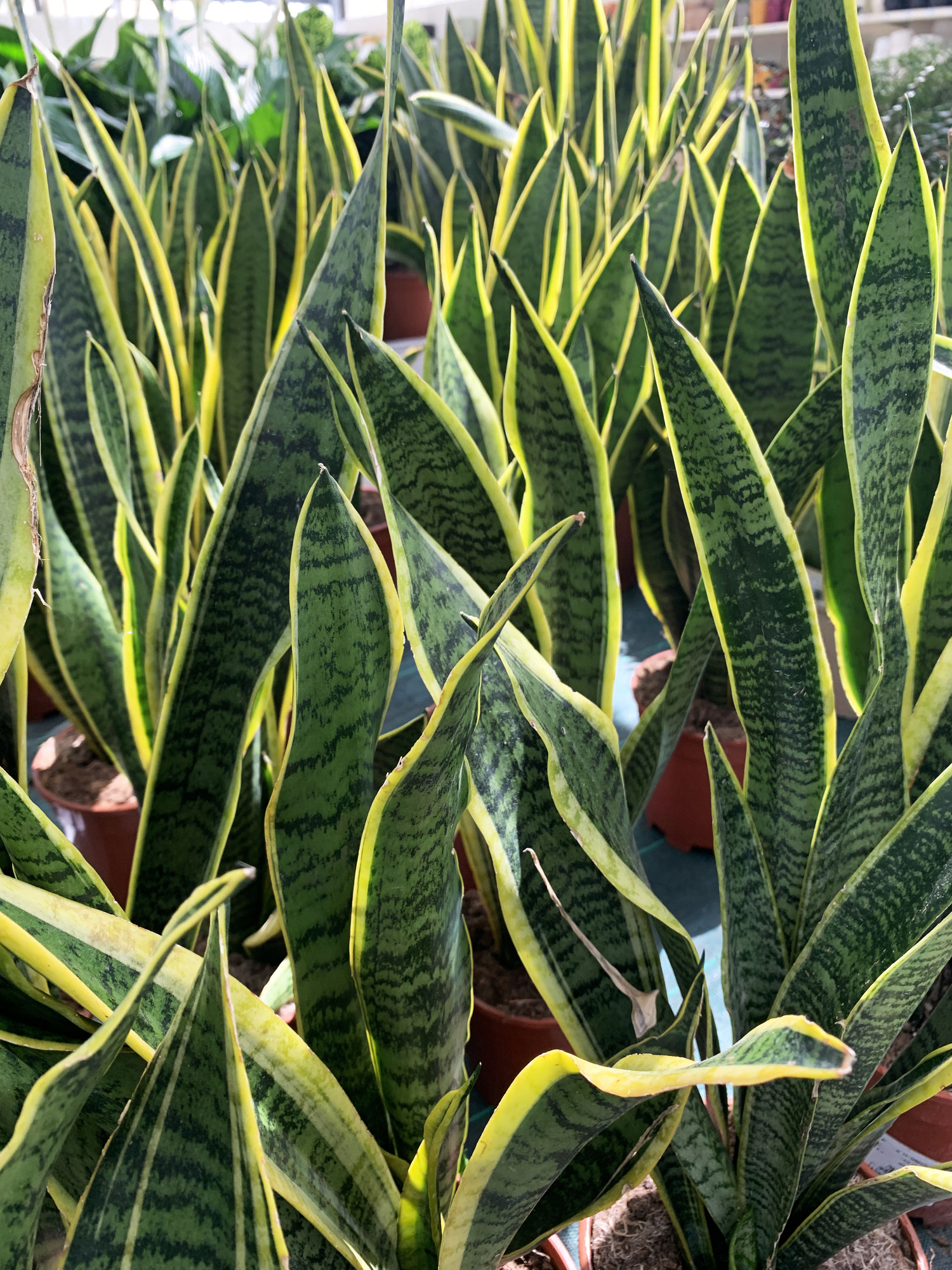 Sansevieria plant.